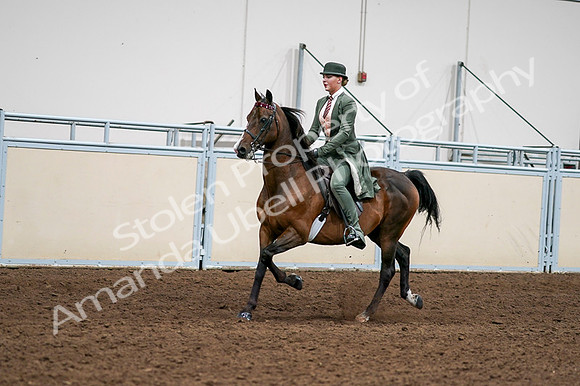 2020 - AB Morgan Horse - Fri, Sept 04 - 03287
