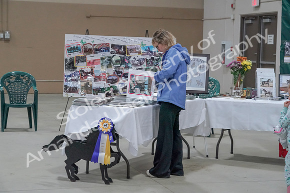 2019 Morgan Horse Show - Sept 01, 2019 - 05893