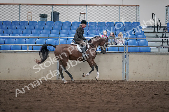 2019 Morgan Horse Show - Aug 31, 2019 - 16142