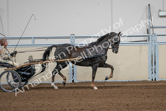 2020 - AB Morgan Horse - Sat, Sept 05 - 05899