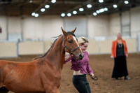 2020 - AB Morgan Horse - Fri, Sept 04 - 07600