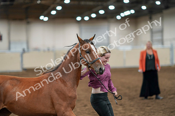 2020 - AB Morgan Horse - Fri, Sept 04 - 07600