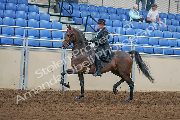 2020 - AB Morgan Horse - Sat, Sept 05 - 07916