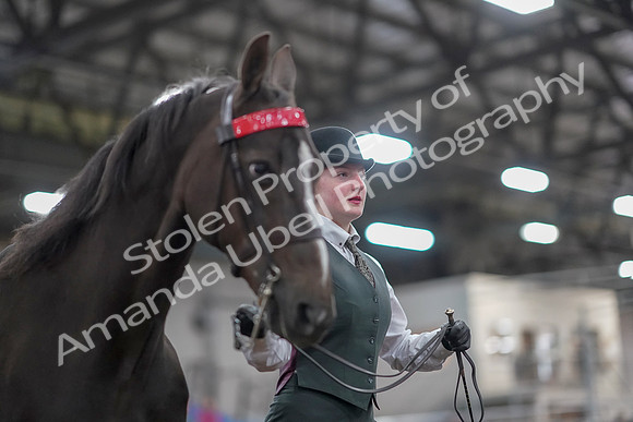 2019 Morgan Horse Show - Aug 31, 2019 - 02026