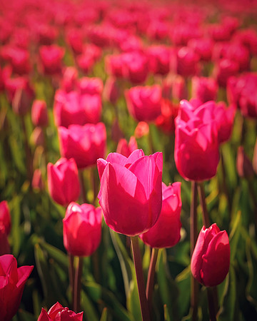 2024 - April 14 - tulip festival - 1440