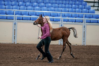 2020 - AB Morgan Horse - Sat, Sept 05 - 00473