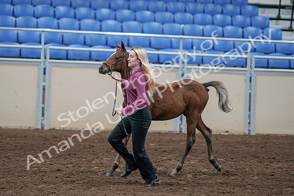 2020 - AB Morgan Horse - Sat, Sept 05 - 00473