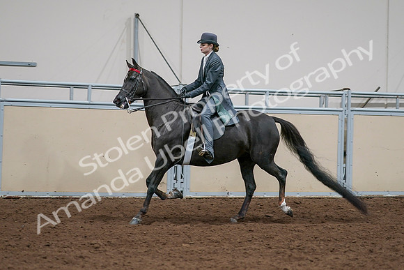 2020 - AB Morgan Horse - Sat, Sept 05 - 13650