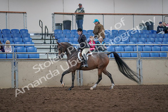 2019 Morgan Horse Show - Aug 31, 2019 - 15984
