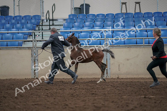 2019 Morgan Horse Show - Aug 31, 2019 - 00414