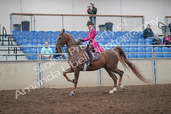 2019 Morgan Horse Show - Aug 31, 2019 - 08751