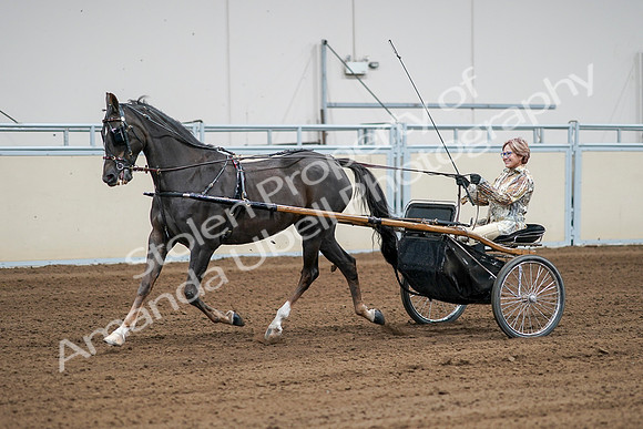 2020 - AB Morgan Horse - Sat, Sept 05 - 06009