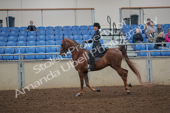 2019 Morgan Horse Show - Aug 30, 2019 - 25203