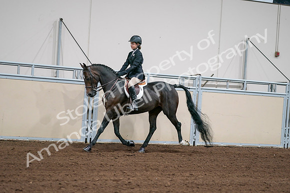 2020 - AB Morgan Horse - Fri, Sept 04 - 02020