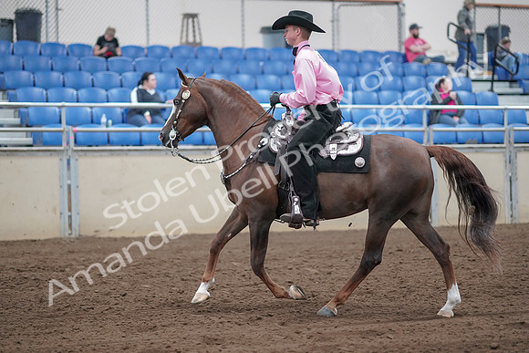 2019 Morgan Horse Show - Sept 01, 2019 - 07003