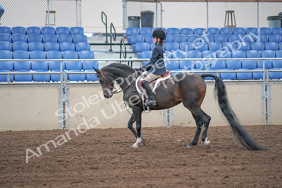 2019 Morgan Horse Show - Sept 01, 2019 - 05485