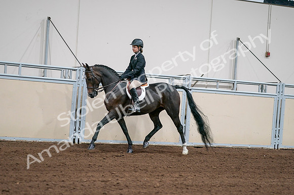2020 - AB Morgan Horse - Fri, Sept 04 - 02019