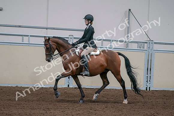 2020 - AB Morgan Horse - Fri, Sept 04 - 05939