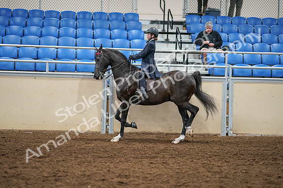 2020 - AB Morgan Horse - Fri, Sept 04 - 02991