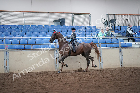2019 Morgan Horse Show - Aug 30, 2019 - 17814
