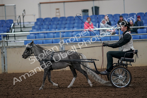 2019 Morgan Horse Show - Aug 30, 2019 - 13295