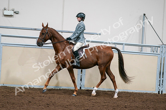 2020 - AB Morgan Horse - Fri, Sept 04 - 03043