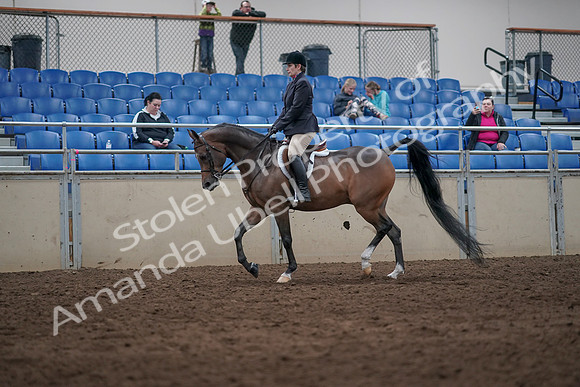 2019 Morgan Horse Show - Sept 01, 2019 - 08580