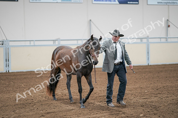 2020 - AB Morgan Horse - Sat, Sept 05 - 00143