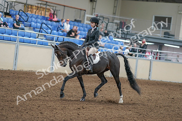 2020 - AB Morgan Horse - Fri, Sept 04 - 05806