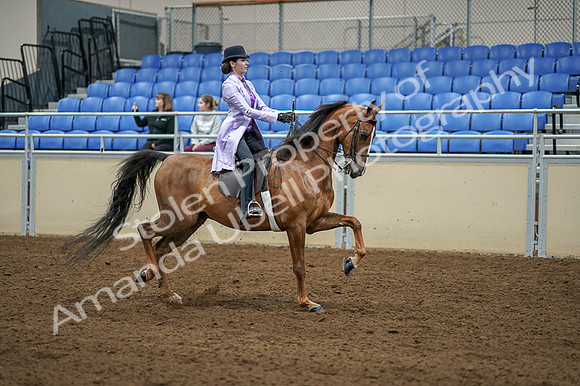 2020 - AB Morgan Horse - Fri, Sept 04 - 05178
