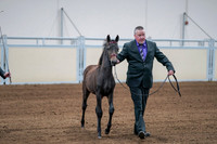 2020 - AB Morgan Horse - Fri, Sept 04 - 06190