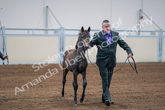 2020 - AB Morgan Horse - Fri, Sept 04 - 06190