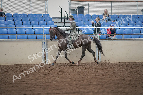 2019 Morgan Horse Show - Aug 30, 2019 - 15323