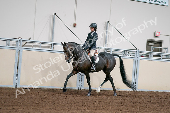 2020 - AB Morgan Horse - Fri, Sept 04 - 02013