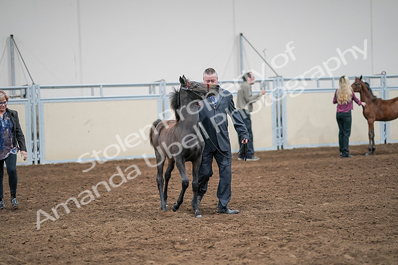 2020 - AB Morgan Horse - Sat, Sept 05 - 00478