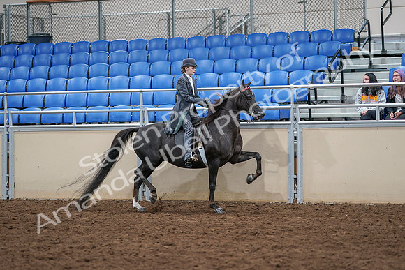 2020 - AB Morgan Horse - Sat, Sept 05 - 13947
