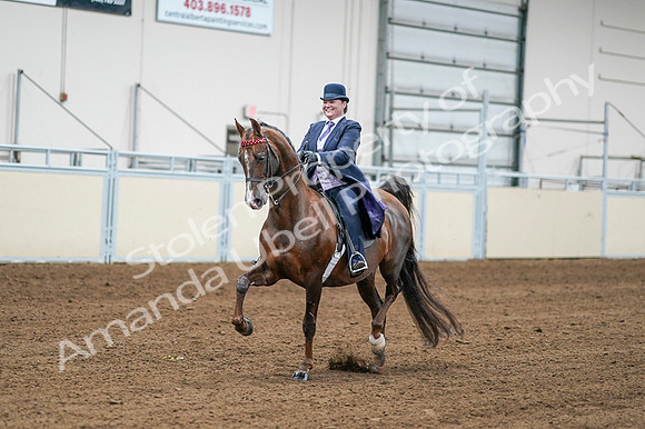 2020 - AB Morgan Horse - Fri, Sept 04 - 08191