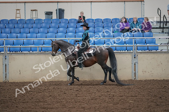 2019 Morgan Horse Show - Aug 30, 2019 - 25897