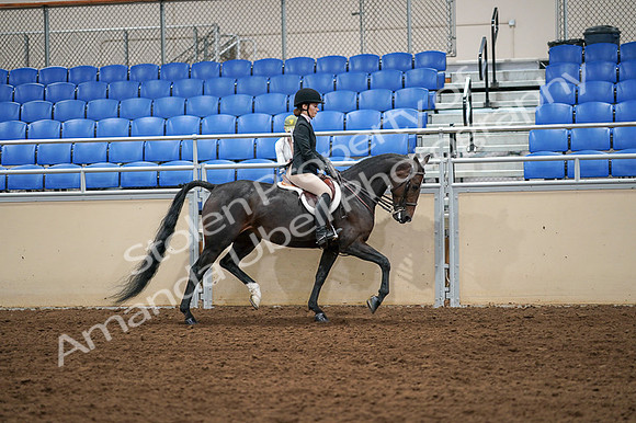 2020 - AB Morgan Horse - Fri, Sept 04 - 02158