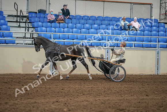 2020 - AB Morgan Horse - Sat, Sept 05 - 05851