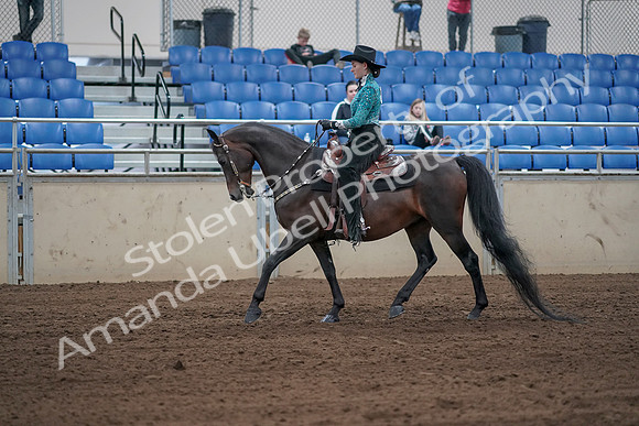 2019 Morgan Horse Show - Sept 01, 2019 - 06809