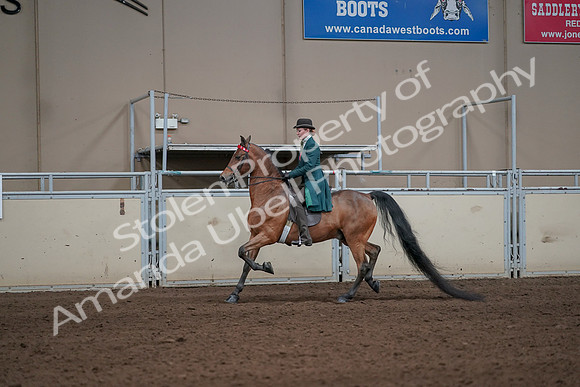 2019 Morgan Horse Show - Sept 01, 2019 - 13186