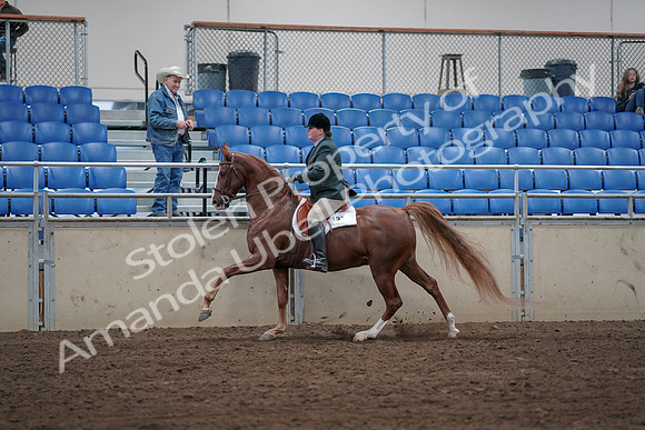 2019 Morgan Horse Show - Sept 01, 2019 - 12318