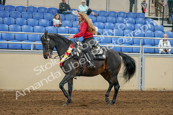 2020 - AB Morgan Horse - Sat, Sept 05 - 10362