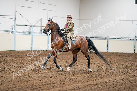 2020 - AB Morgan Horse - Sat, Sept 05 - 08065