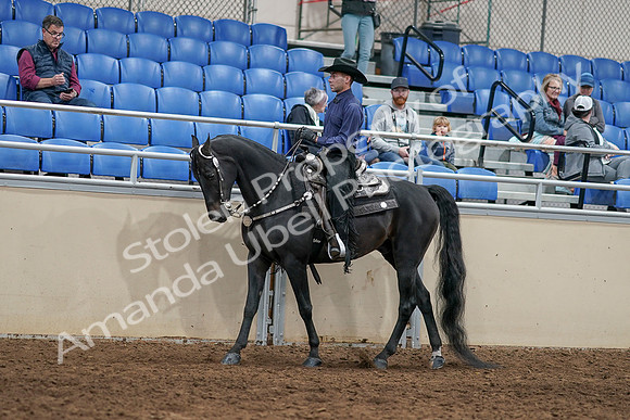 2020 - AB Morgan Horse - Sun, Sept 06 - 07517