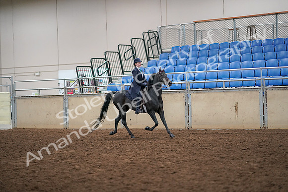 2019 Morgan Horse Show - Aug 30, 2019 - 12365