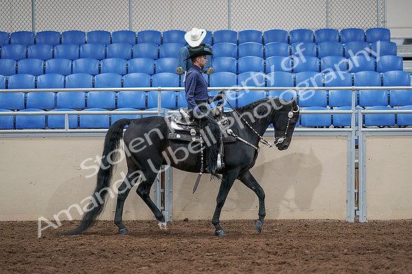 2020 - AB Morgan Horse - Sun, Sept 06 - 07540