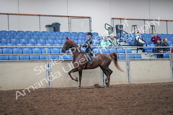 2019 Morgan Horse Show - Aug 30, 2019 - 17809