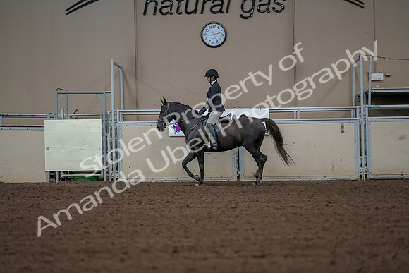 2019 Morgan Horse Show - Aug 30, 2019 - 14947